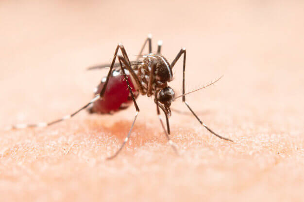 6 repelentes naturales para EVITAR que te piquen los mosquitos